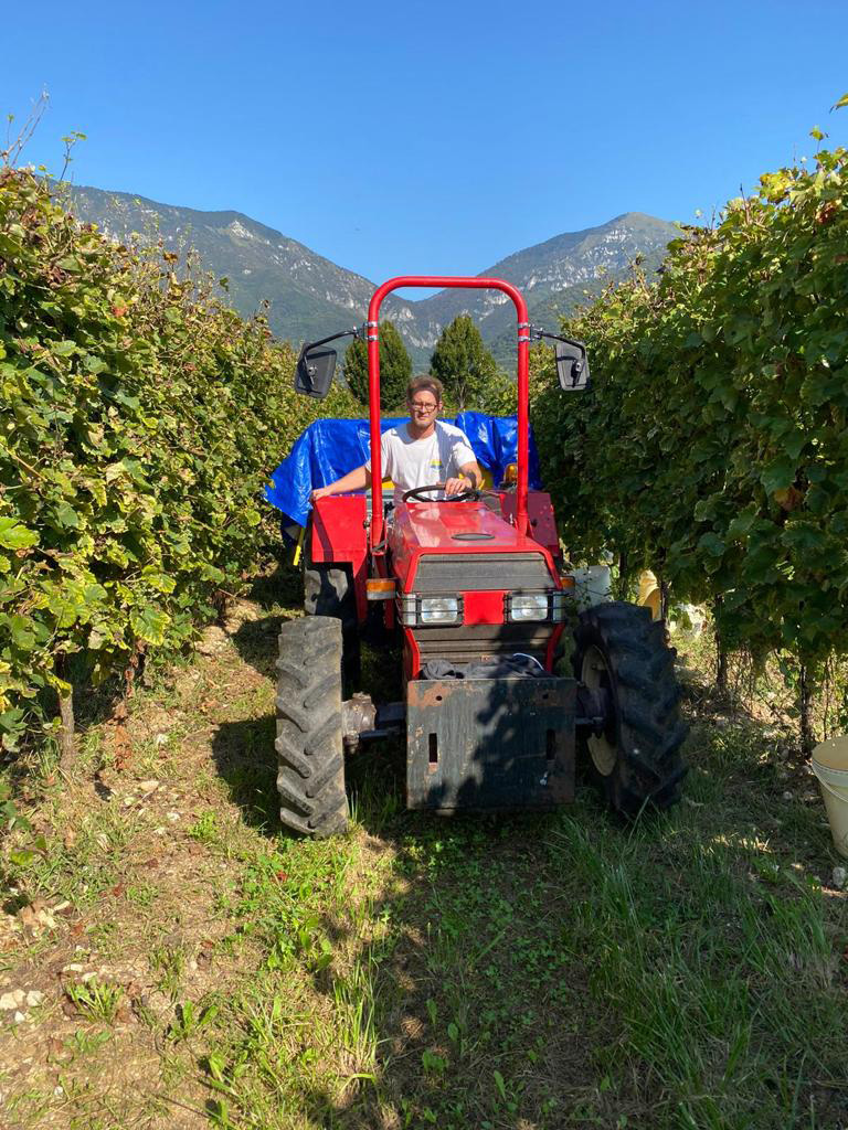 trattore in vigna vendemmia